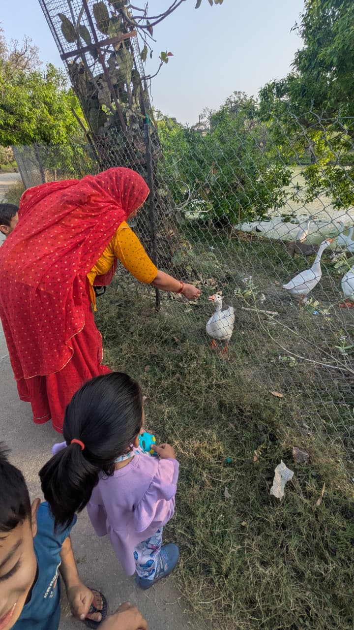 Children feeding ducks outdoors with a caregiver